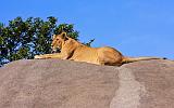 TANZANIA - Serengeti National Park - Leonessa su Kopjies - 14